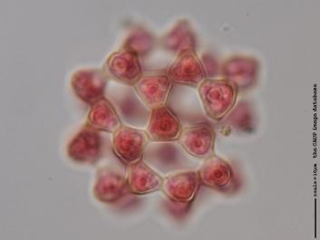 U043 100x.jpg